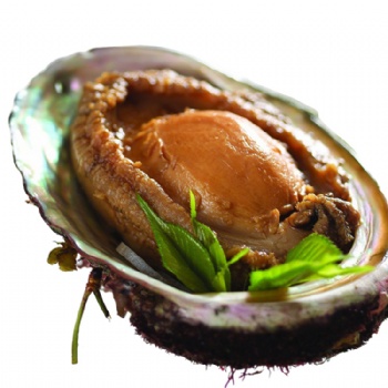 Abalone